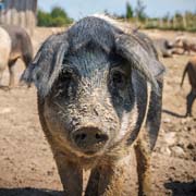 Über das Mangalitza Schwein