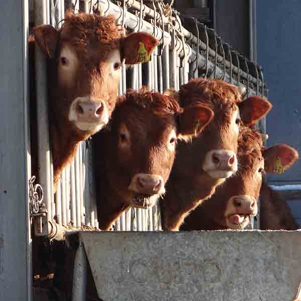 Führt Rinderhaltung zur Klimaerwärmung?