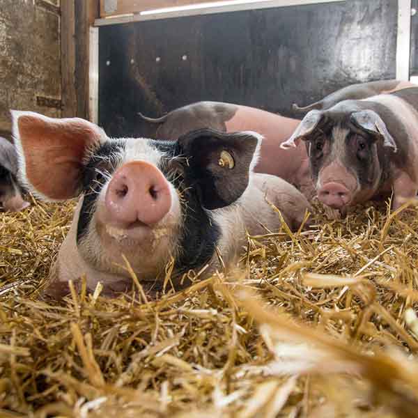 Schweinefleisch - Bäuerliche Erzeugergemeinschaft Schwäbisch-Hall
