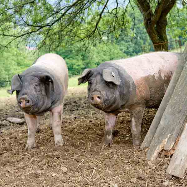 Schweinefleisch - Bauernfamilie May