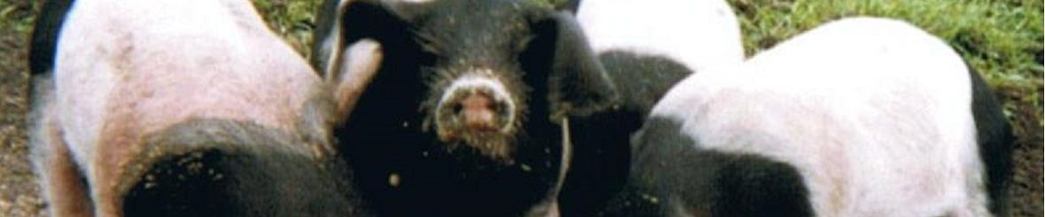 Schwäbisch Hällisches Landschwein g.g.A.