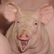 Ludwigs Schweinefleischkompetenz 