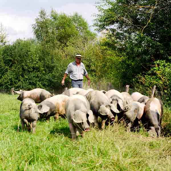 Schweinefleisch - Bauernfamilie Brenner