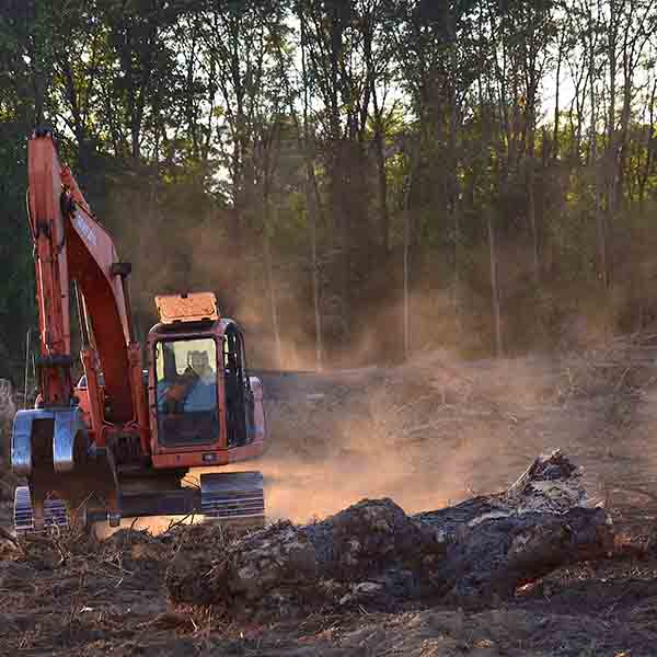 Wird wegen unseres Fleischkonsums der Regenwald abgeholzt?