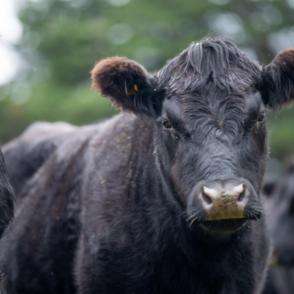 Das Wagyu-Rind