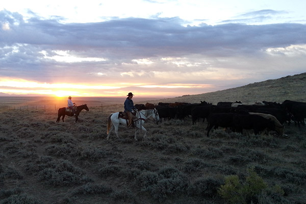 Black Angus Rinder auf mit Cowboys auf der Prärie