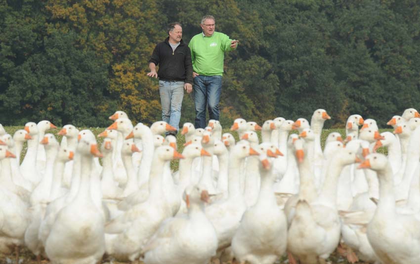 Bernd Petersen mit den frei lebenden Gaensen