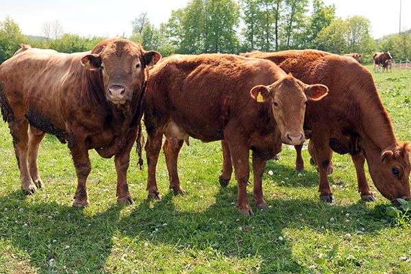 Fränkisches Gelbvieh auf einer Weide