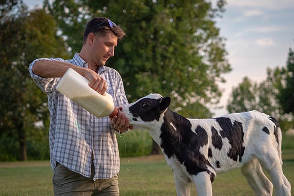 Ein Landwirt füttert ein Kalb mit der Flasche