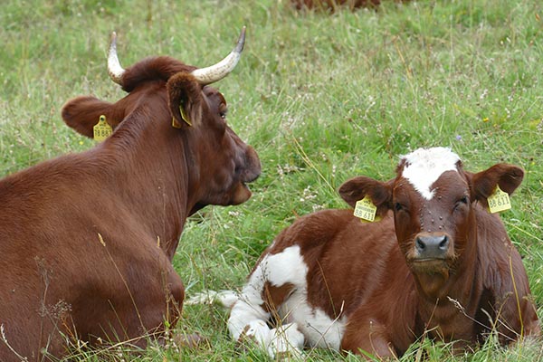 Ein Bulle und eine Kuh auf einer Weide - Welche Unterschiede gibt es beim Geschlechterspezifischen Unterschied?