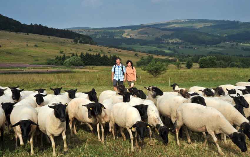 Die Flora und Fauna der Rhön mit Rhönlämmern