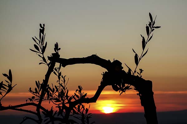 Olivenbaum im Sonnenuntergang