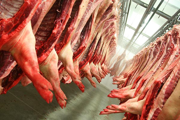 Schweinehälften hängen im Schlachthaus