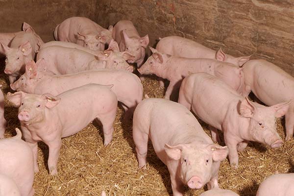 Schweinezucht bei Landwirt Dieter Mueller