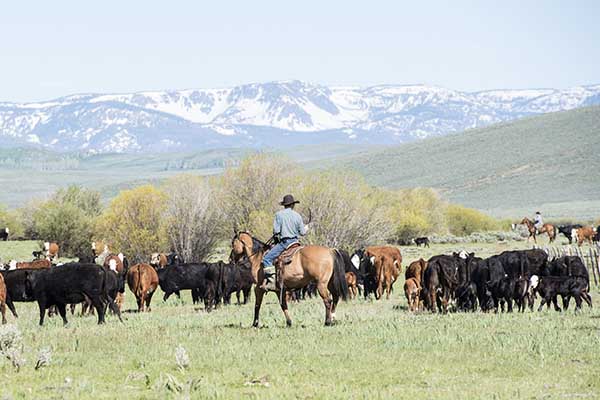 Cowboys und Kühe in Colorado