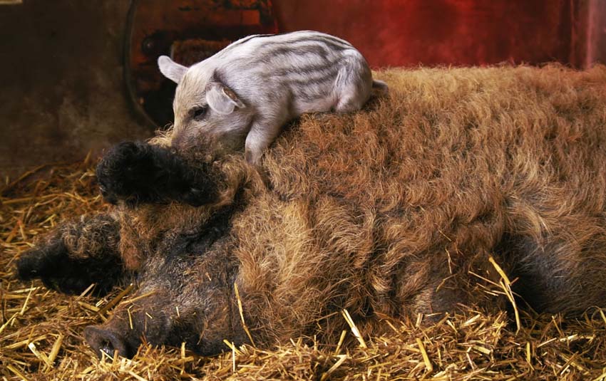 Mangalitza Wollschwein