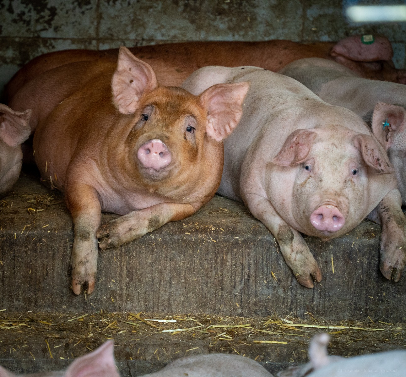 Duroc Schweine der Familie Schirber