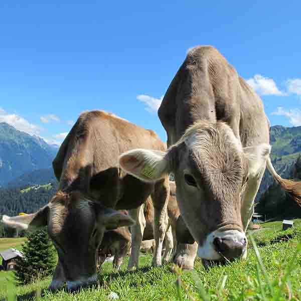 Rindfleisch aus Bayern