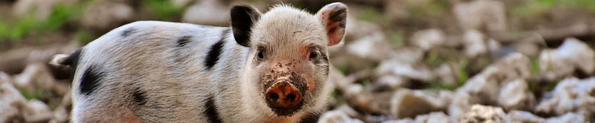 Schwein