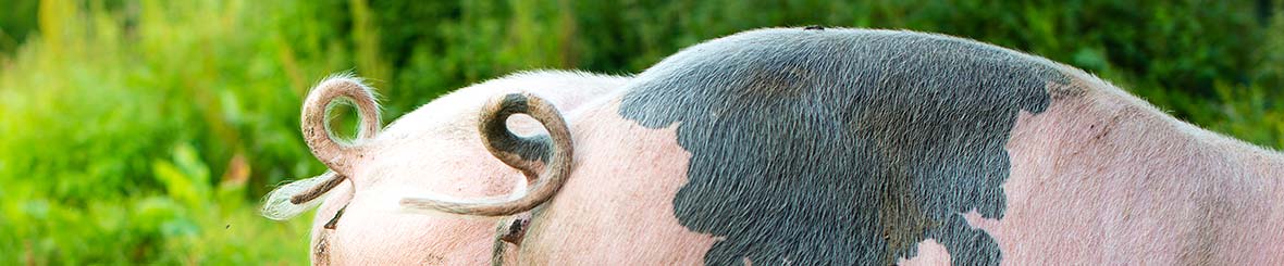 Schweineschwänzchen Schweineschwänzchen